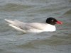Mediterranean Gull at Westcliff Seafront (Steve Arlow) (80146 bytes) Mediterranean Gull at Westcliff Seafront (Steve Arlow) (80146 bytes)